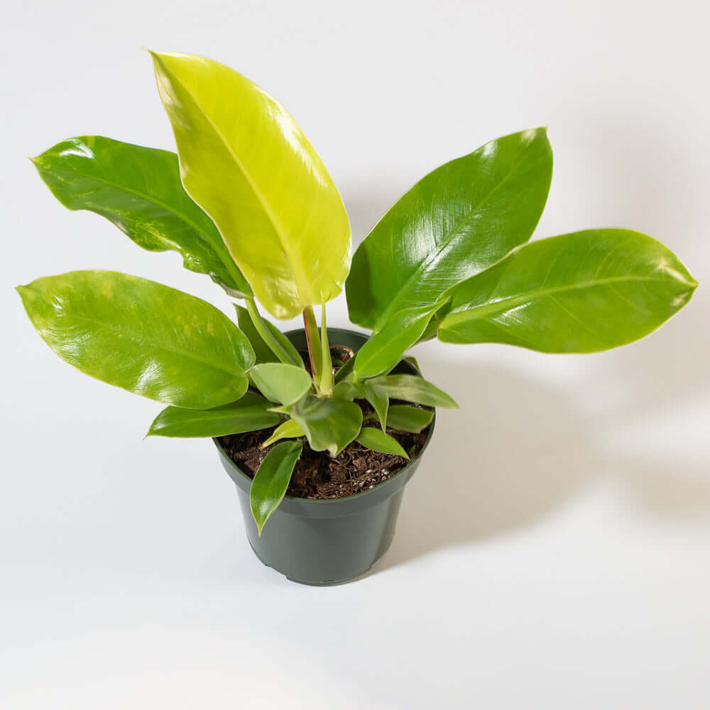 &#39;Moonlight&#39; Philodendron Houseplant Hybrid Lime Green Verdant Lyfe an above photo