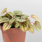 Peperomia Peacock Piccolo Banda Verdant Lyfe