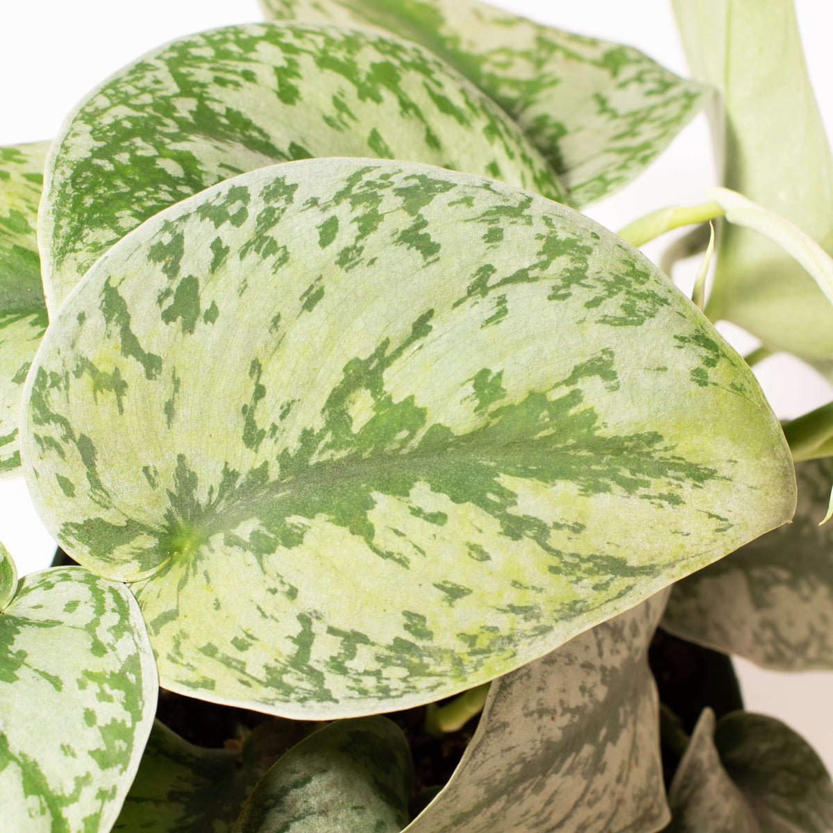Scindapsus Pictus &#39;Exotica&#39; Pothos &#39;Silver Satin&#39; Vining Air Purifying Plant Verdant Lyfe