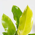 'Moonlight' Philodendron Houseplant Hybrid Lime Green Verdant Lyfe close up photo