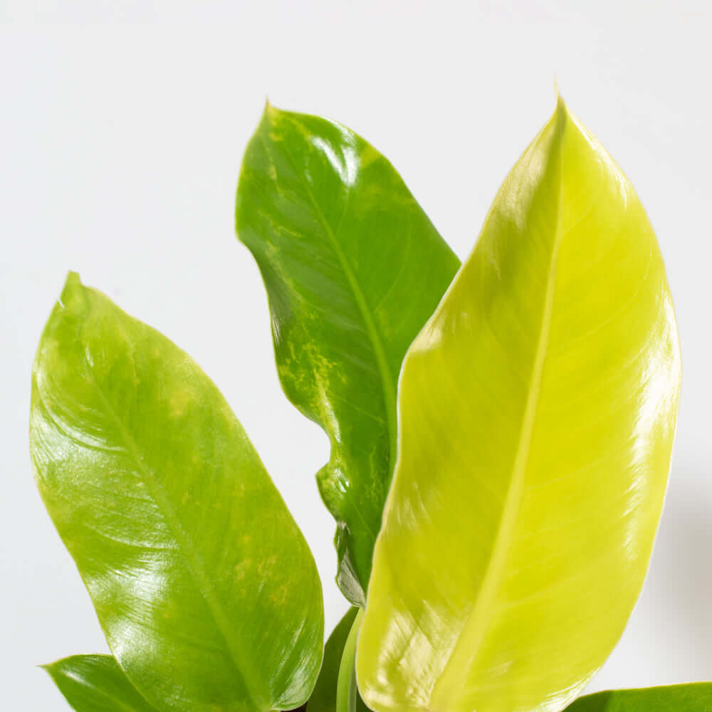 &#39;Moonlight&#39; Philodendron Houseplant Hybrid Lime Green Verdant Lyfe close up photo