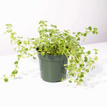 Green Waxy Baby Tears Trailing Pet-Safe Plant Soleirolia Soleirolii Verdant Lyfe