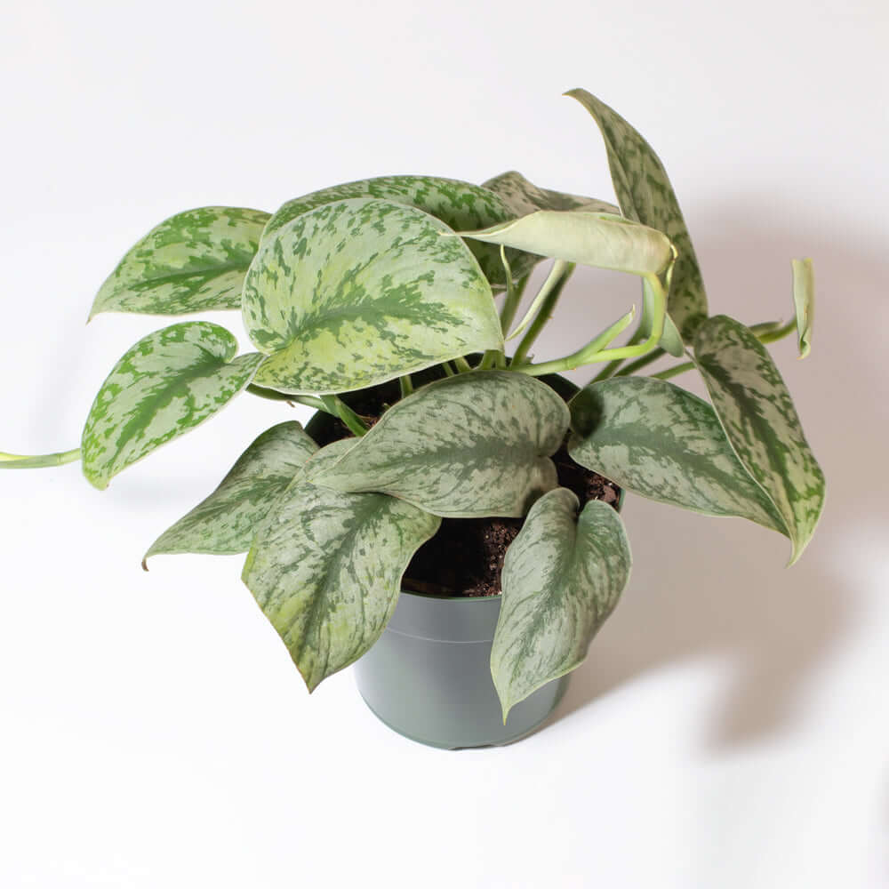 Scindapsus Pictus &#39;Exotica&#39; Pothos &#39;Silver Satin&#39; Vining Air Purifying Plant Verdant Lyfe
