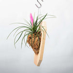 Mounted Pink Quill Airplant Tillandsia cyanea Verdant Lyfe