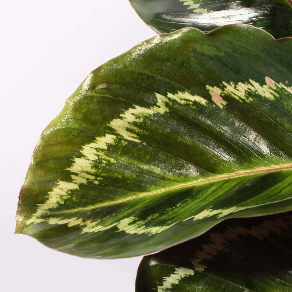 Calathea Roseopicta Rose Painted Medallion Prayer Plant Verdant Lyfe