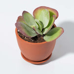 Marie Oval Terracotta Minimalist Planter - Empty Verdant Lyfe