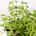Green Waxy Baby Tears Trailing Pet-Safe Plant Soleirolia Soleirolii Verdant Lyfe