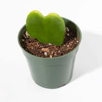 Hoya Kerrii Heart Single Leaf Sweetheart Valentine Plant Verdant Lyfe