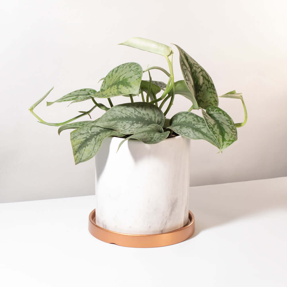 Scindapsus Pictus &#39;Exotica&#39; Pothos &#39;Silver Satin&#39; Vining Air Purifying Plant Verdant Lyfe
