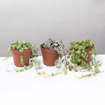 Stunning Strings Growers Choice 'String Of' Plant Bundle Verdant Lyfe