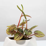 Peperomia Peacock Piccolo Banda Verdant Lyfe