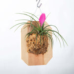 Mounted Pink Quill Airplant Tillandsia cyanea Verdant Lyfe