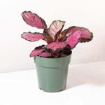 Calathea Roseopicta 'Rosy' Crimson Pink Prayer Plant Verdant Lyfe