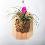 Mounted Pink Quill Airplant Tillandsia cyanea Verdant Lyfe