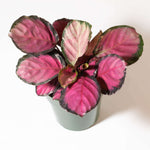 Calathea Roseopicta 'Rosy' Crimson Pink Prayer Plant Verdant Lyfe