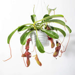 Tropical Pitcher Plant Nepenthes Ventricosa Verdant Lyfe