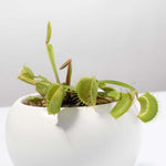 Green Venus Fly Trap Carnivorous Plant - Dionaea muscipula Verdant Lyfe
