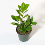 Zanzibar Gem Zamioculcas zamiifolia Green ZZ Plant Verdant Lyfe