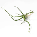 Air Plant Bulbosa Tillandsia - Bulb Shaped Airplant Verdant Lyfe full view