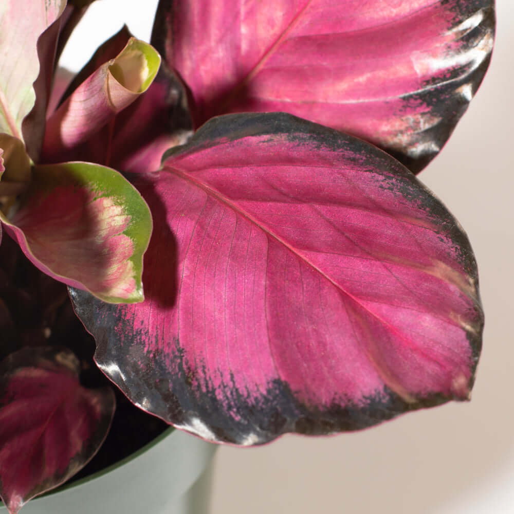 Calathea Roseopicta &#39;Rosy&#39; Crimson Pink Prayer Plant Verdant Lyfe