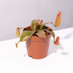 Tropical Pitcher Plant Nepenthes Ventricosa Verdant Lyfe