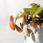 Tropical Pitcher Plant Nepenthes Ventricosa Verdant Lyfe
