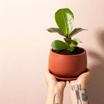 Dwarf Fiddle Leaf Fig Ficus Lyrata 'Bambino' Verdant Lyfe