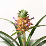 Mini Pineapple Plant 'Tiny Treasure' Ananas 'nanus' Ornamental Verdant Lyfe