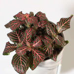 Red Nerve Plant Fittonia Leather Leaf Plant Verdant Lyfe