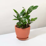 Zanzibar Gem Zamioculcas zamiifolia Green ZZ Plant Verdant Lyfe