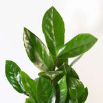 Zanzibar Gem Zamioculcas zamiifolia Green ZZ Plant Verdant Lyfe