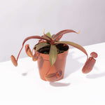 Tropical Pitcher Plant Nepenthes Rebecca Soper Verdant Lyfe