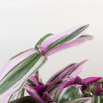 Nanouk Tradescantia Pink Wandering Trailing Plant Verdant Lyfe