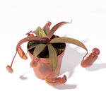 Tropical Pitcher Plant Nepenthes Rebecca Soper Verdant Lyfe