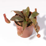 Tropical Pitcher Plant Nepenthes Ventricosa Verdant Lyfe