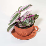 Nanouk Tradescantia Pink Wandering Trailing Plant Verdant Lyfe