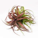 Airplant 'Maroon' Tillandsia brachycaulos burgundy Verdant Lyfe full view