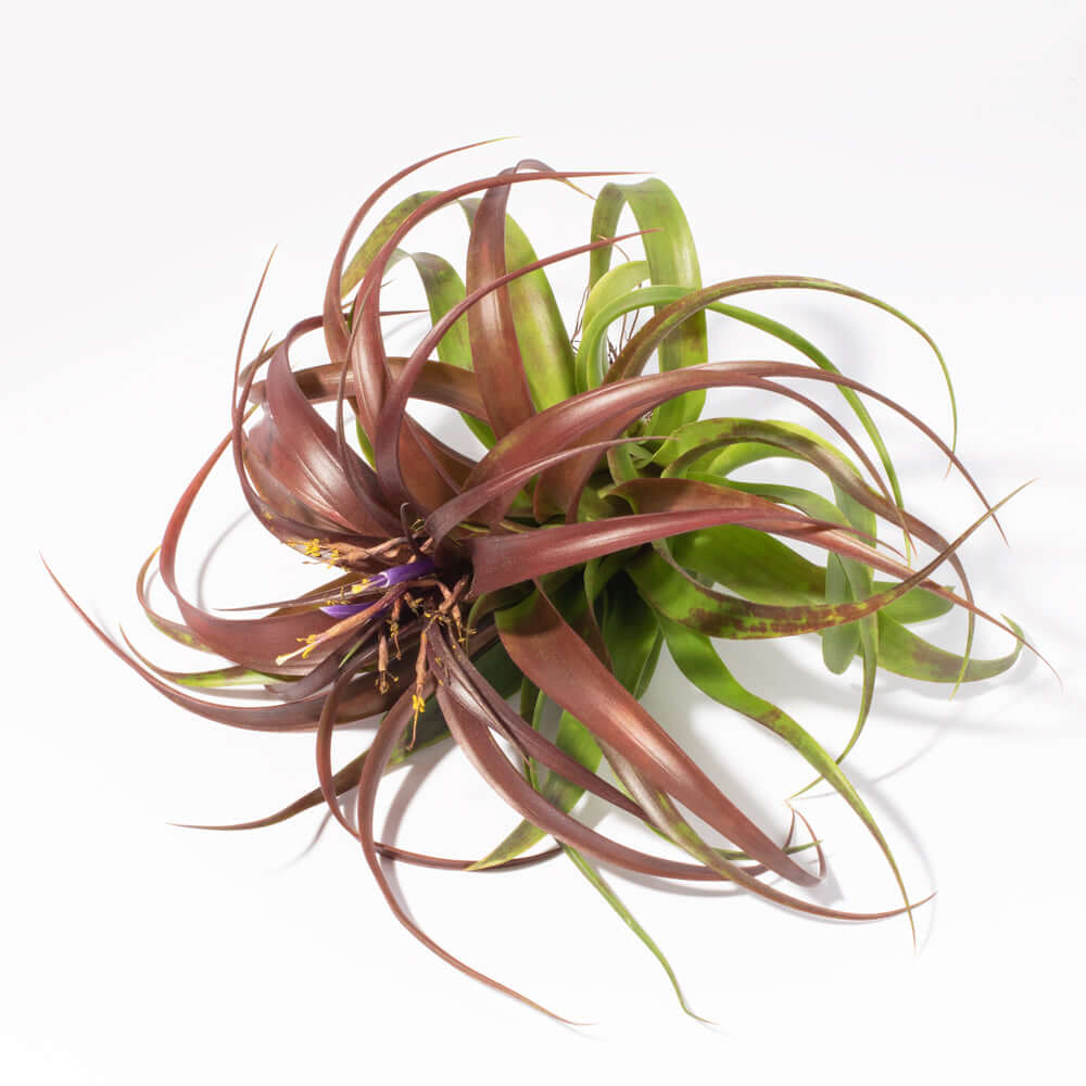 Airplant &#39;Maroon&#39; Tillandsia brachycaulos burgundy Verdant Lyfe full view