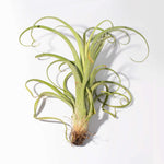 Tillandsia Curly Slim (intermedia x streptophylla) Hybrid Airplant Mounted Verdant Lyfe