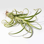 Tillandsia Curly Slim (intermedia x streptophylla) Hybrid Airplant Mounted Verdant Lyfe