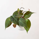 Velvet Leaf Philodendron Micans Vining Plant Verdant Lyfe