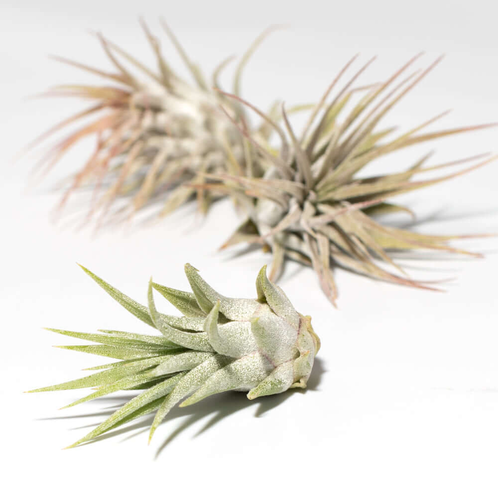 Tillandsia Grower&#39;s Choice Air Plant 3 Pack Bundle Verdant Lyfe