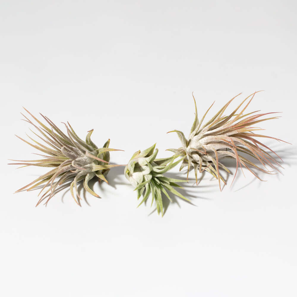 Tillandsia Grower&#39;s Choice Air Plant 3 Pack Bundle Verdant Lyfe