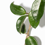 Hoya Carnosa Green Jade Wax Umbrella Flower Plant Verdant Lyfe