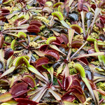 Red Venus Fly Trap Dionaea muscipula 'Akai Ryu' Carnivorous Plant Verdant Lyfe