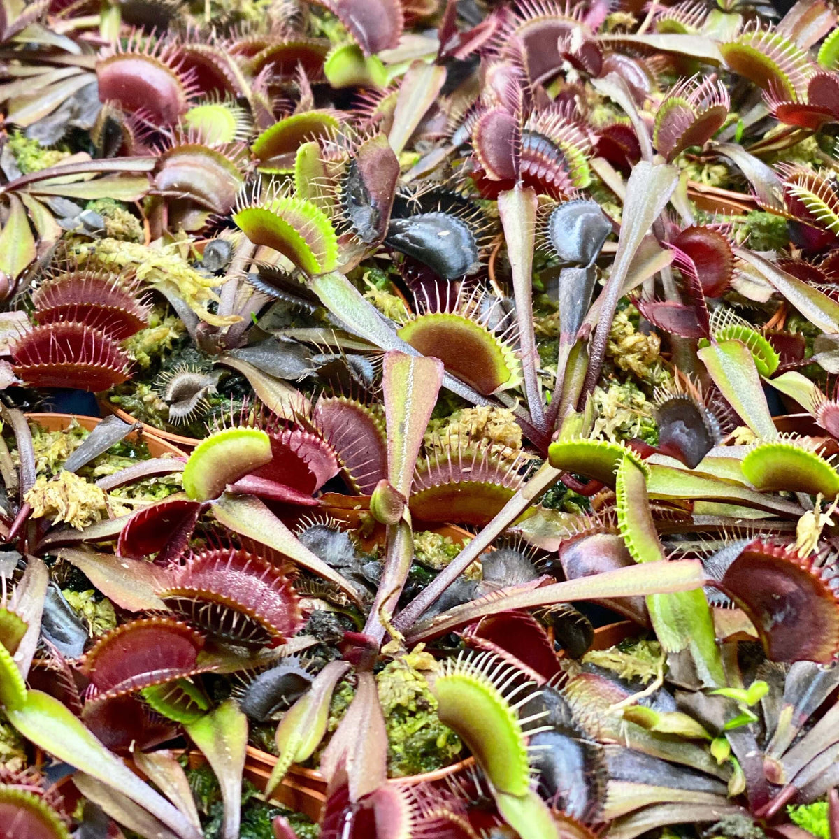 Red Venus Fly Trap Dionaea muscipula &#39;Akai Ryu&#39; Carnivorous Plant Verdant Lyfe