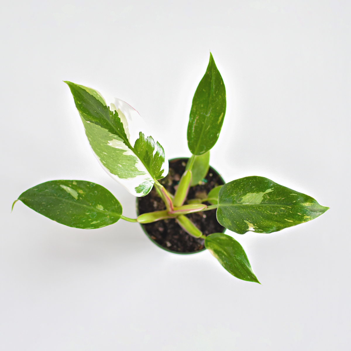 Philodendron &#39;White Princess&#39;