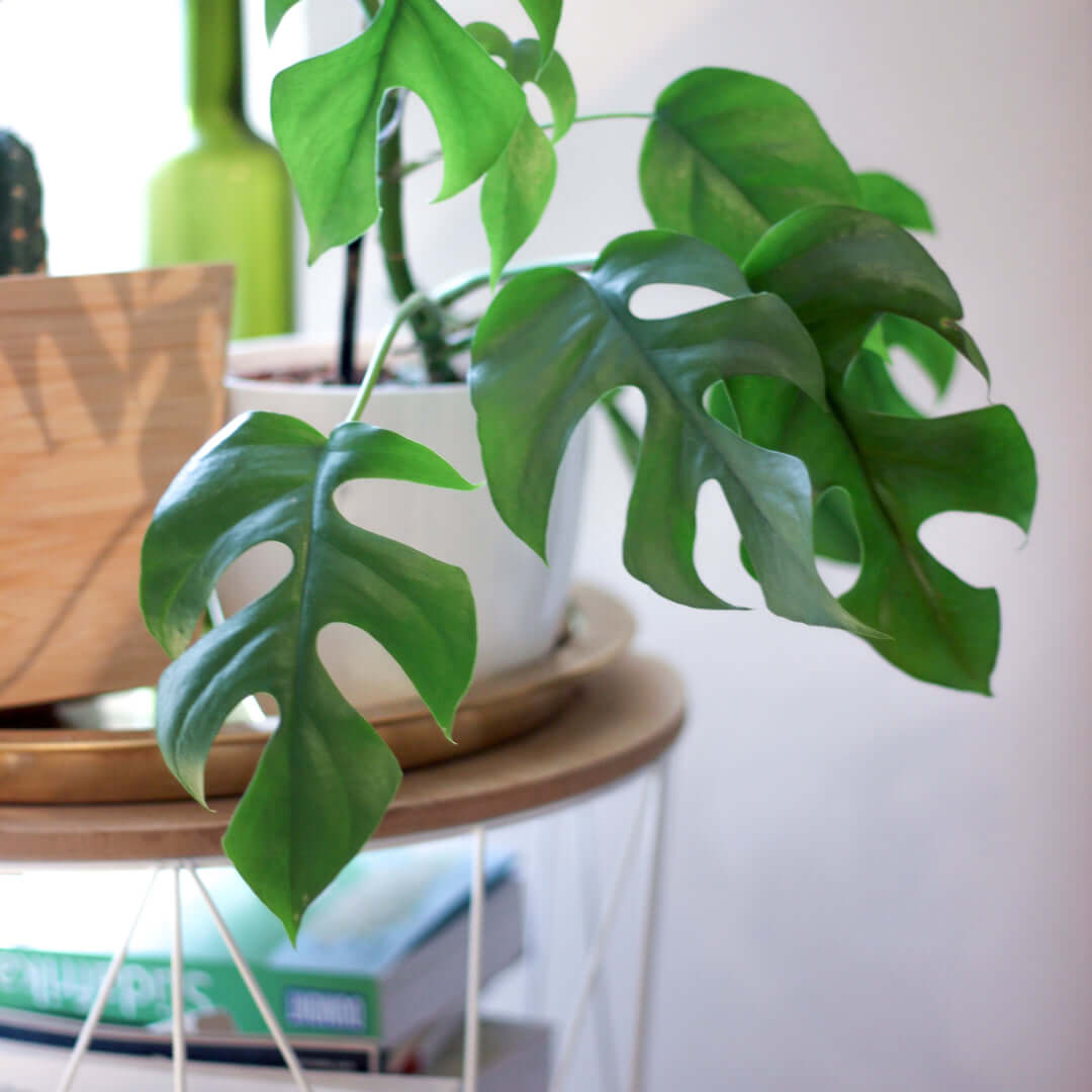 Rhaphidophora tetrasperma Mini Monstera Leaf Plant (Monstera Minima) Verdant Lyfe