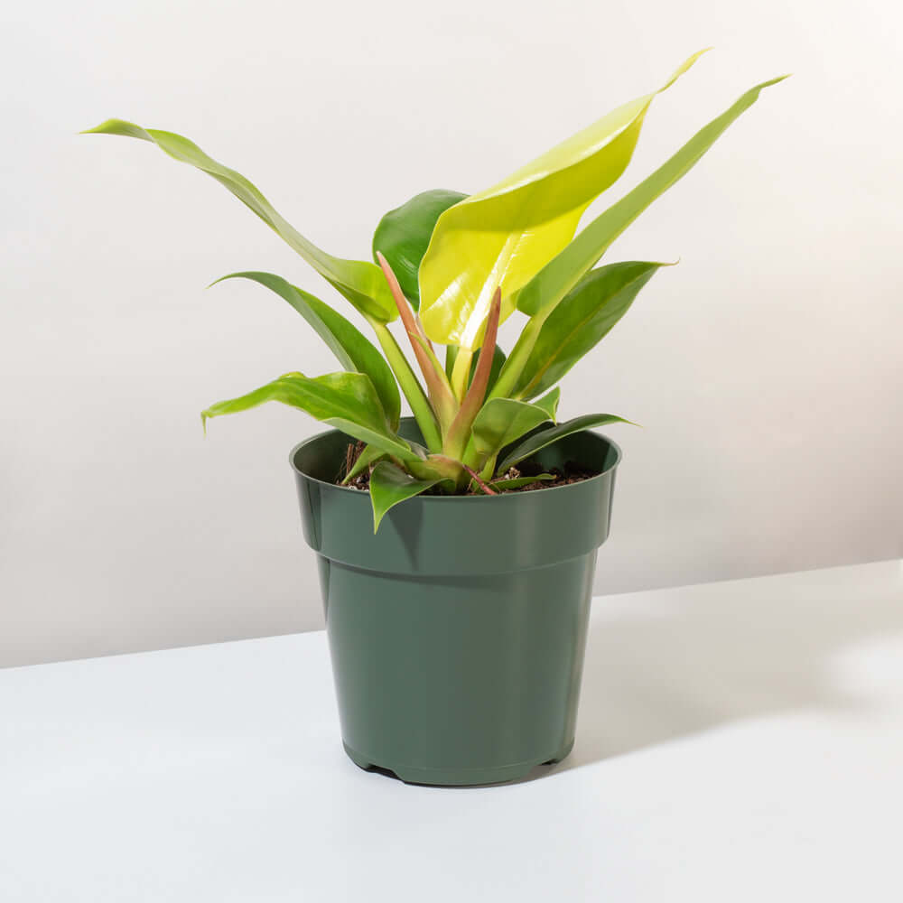 products/Moonlight-Philodendron.jpg
