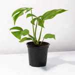 Rhaphidophora tetrasperma Mini Monstera Leaf Plant (Monstera Minima) Verdant Lyfe